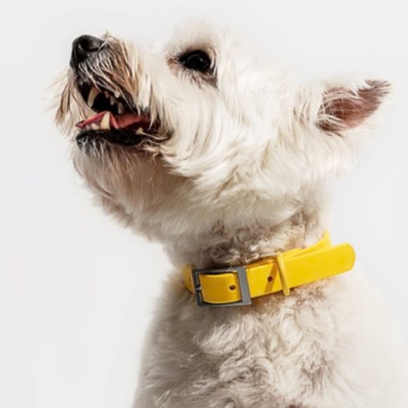 NWT Wild One Dog Collar - Picture 2 of 8